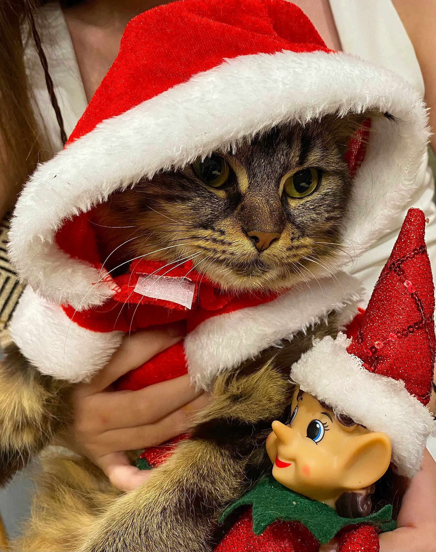 Azur participe au concours pour gagner de l'argent avec cette photo : animal, cat, celebration, christmas, closeup, costume, cute, elf_doll, face, festive, furry, hand, holiday, indoor, pet, red, santa_cloak, santa_hat, toy, white