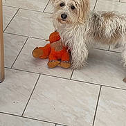 Benjy a rejoint le concours — aidez-le/la à gagner de superbes lots ! dog, toy, plush, floor, tile, pet, animal, indoor, curious, fur, scruffy, white, brown, paw, play, companion, cute, looking, domestic, pet_toy