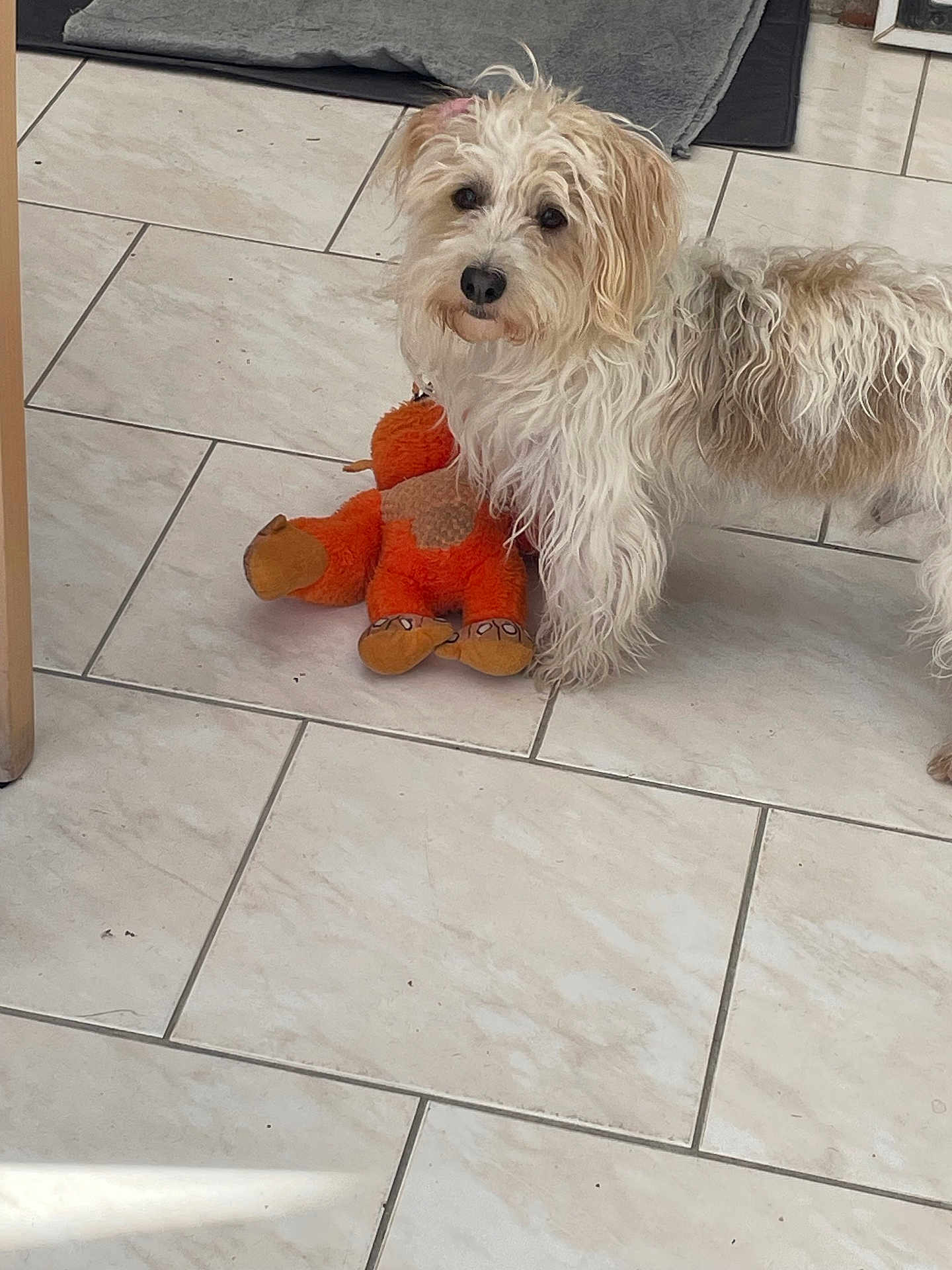 Benjy a rejoint le concours — aidez-le/la à gagner de superbes lots ! dog, toy, plush, floor, tile, pet, animal, indoor, curious, fur, scruffy, white, brown, paw, play, companion, cute, looking, domestic, pet_toy