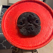 Rizzi is registered to the contest to win money with this photo: dog, frisbee, black_dog, pet, playing, indoor, floor, tile_floor, cabinet, looking_up, toy, close_up, curious, cute, animal, paw, nose, eyes, funny, pet_toy
