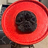 dog, frisbee, black_dog, pet, playing, indoor, floor, tile_floor, cabinet, looking_up, toy, close_up, curious, cute, animal, paw, nose, eyes, funny, pet_toy