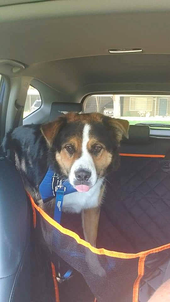 Panda joined the competition — help win amazing prizes! automotive_exterior, canidae, car_seat, carnivore, chair, collar, companion_dog, dog, dog_breed, door, herding_dog, motor_vehicle, sporting_group, tire, vehicle, vehicle_door, whiskers, window, windshield, wok