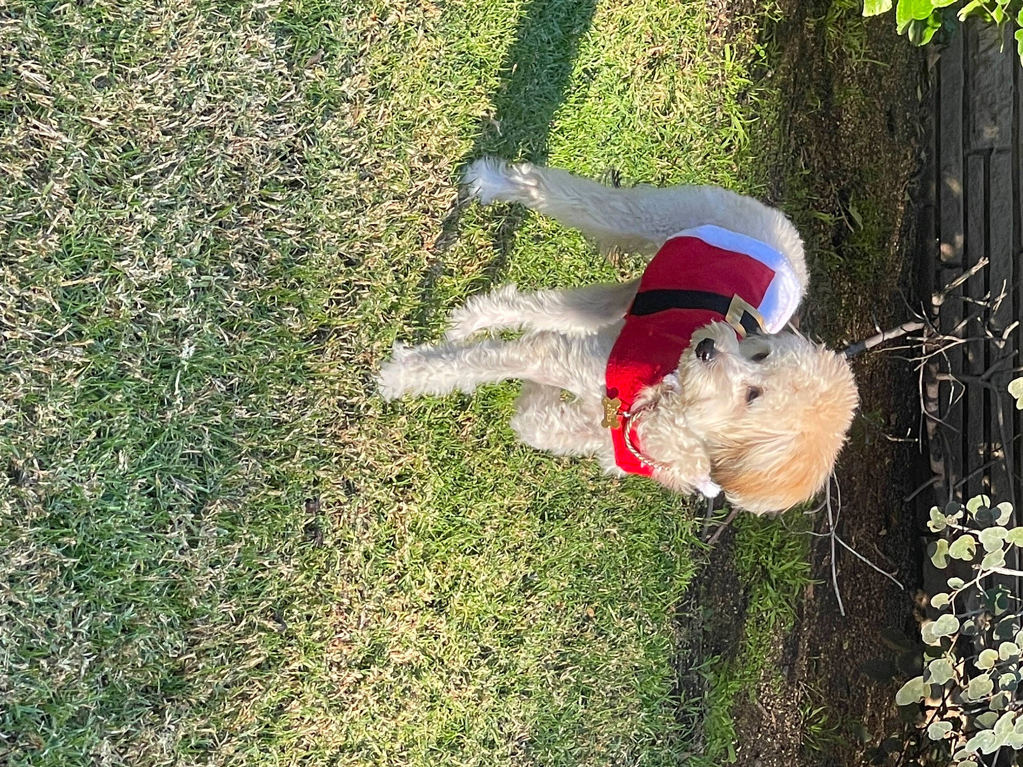 Tatum is registered to the contest to win money with this photo: canidae, carnivore, companion_dog, dog, dog_breed, dog_supply, fawn, fun, grass, grass_family, groundcover, lawn, leisure, people_in_nature, plant, shrub, soil, sporting_group, tail, tree
