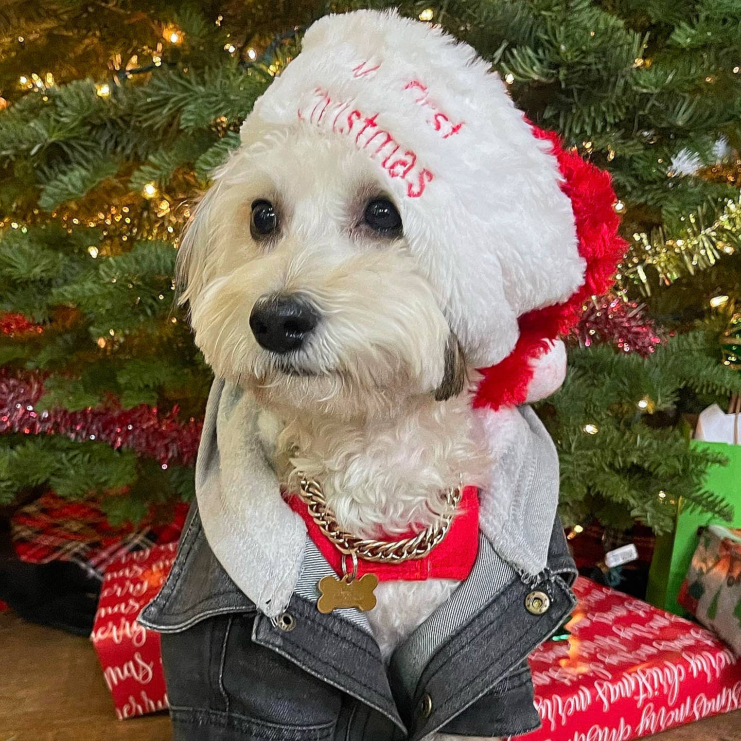 Tatum is registered to the contest to win money with this photo: canidae, carnivore, christmas, christmas_decoration, christmas_ornament, christmas_tree, collar, companion_dog, dog, dog_breed, dog_collar, dog_supply, event, fur, holiday, holiday_ornament, ornament, snout, sporting_group, toy_dog