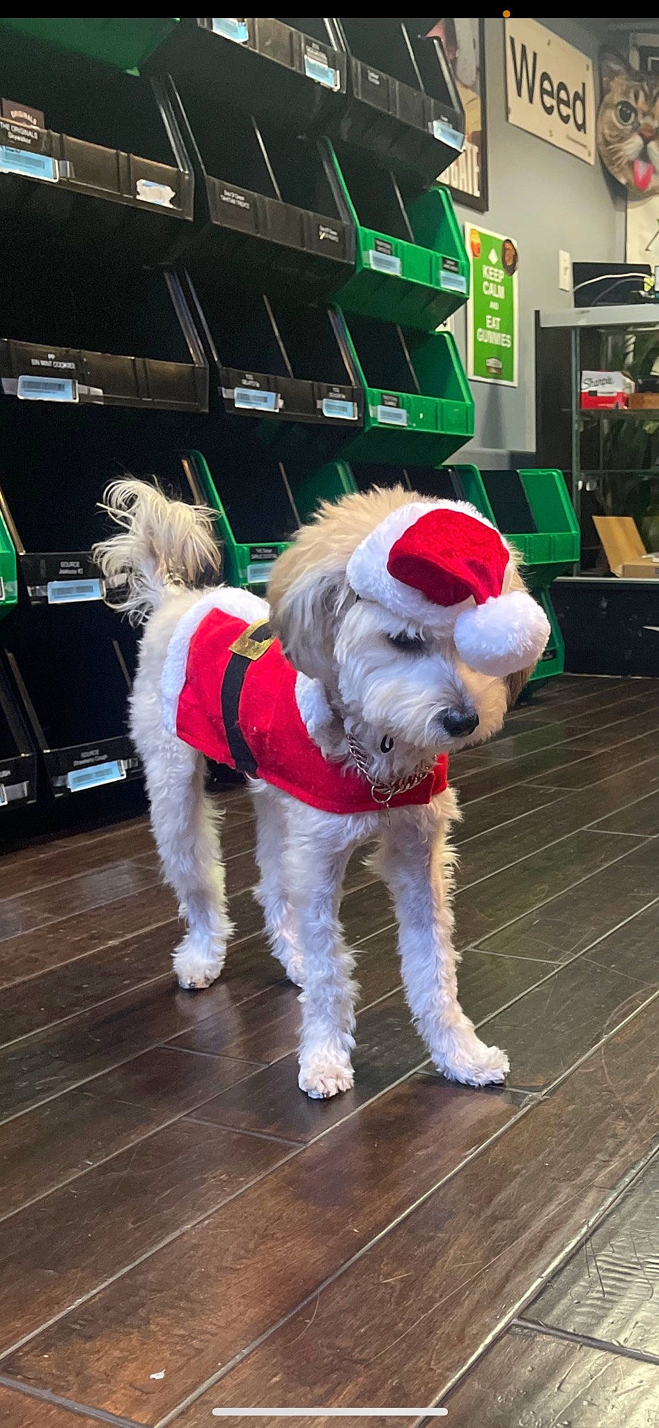 Tatum is registered to the contest to win money with this photo: carnivore, collar, companion_dog, dog, dog_breed, dog_clothes, dog_collar, dog_supply, event, flooring, fur, green, leash, pet_supply, snout, sporting_group, tail, terrier, toy_dog, working_animal