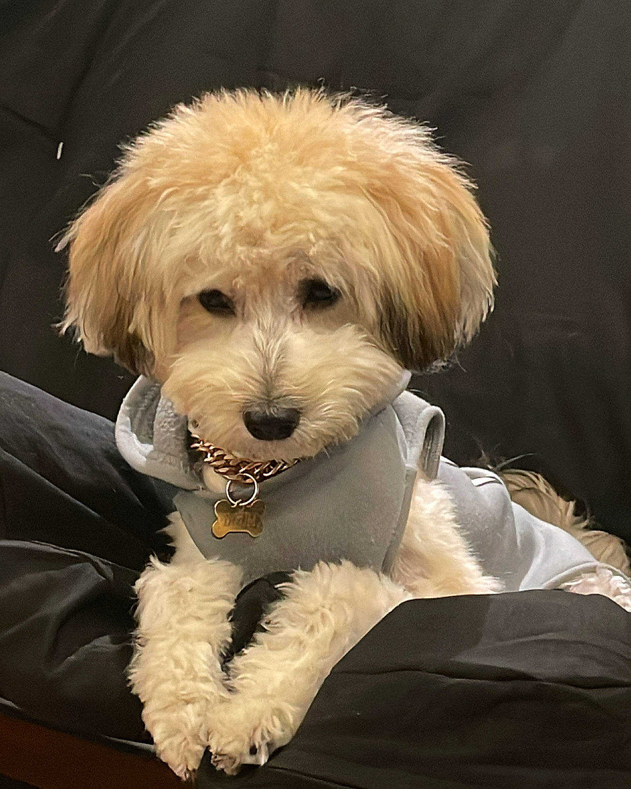 Tatum is registered to the contest to win money with this photo: canidae, carnivore, companion_dog, dog, dog_breed, dog_collar, fur, labradoodle, maltepoo, non_sporting_group, poodle, shih_poo, small_terrier, sporting_group, terrier, toy_dog, water_dog