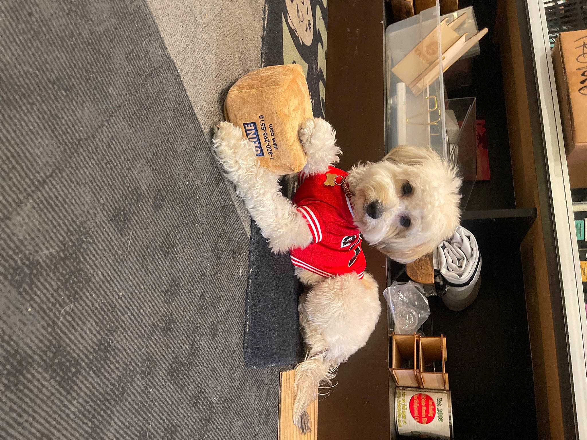 Tatum Damonté Tot joined the competition — help win amazing prizes! canidae, carnivore, companion_dog, dog, dog_breed, doll, dress, event, eyewear, fashion_accessory, fashion_design, fawn, fur, room, sporting_group, stuffed_toy, sunglasses, toy, toy_dog, wig