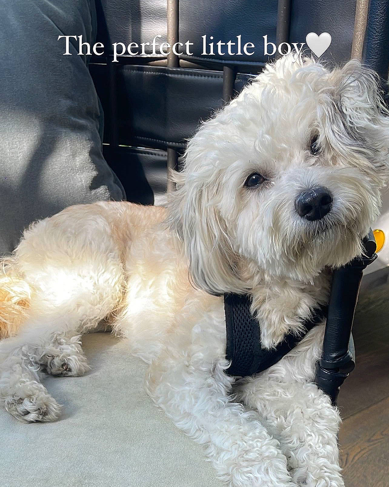 Tatum Damonté Tot joined the competition — help win amazing prizes! canidae, carnivore, collar, companion_dog, dog, dog_breed, dog_collar, dog_supply, eyewear, fur, goggles, labradoodle, poodle, small_terrier, snout, sporting_group, sunglasses, terrier, toy_dog, water_dog