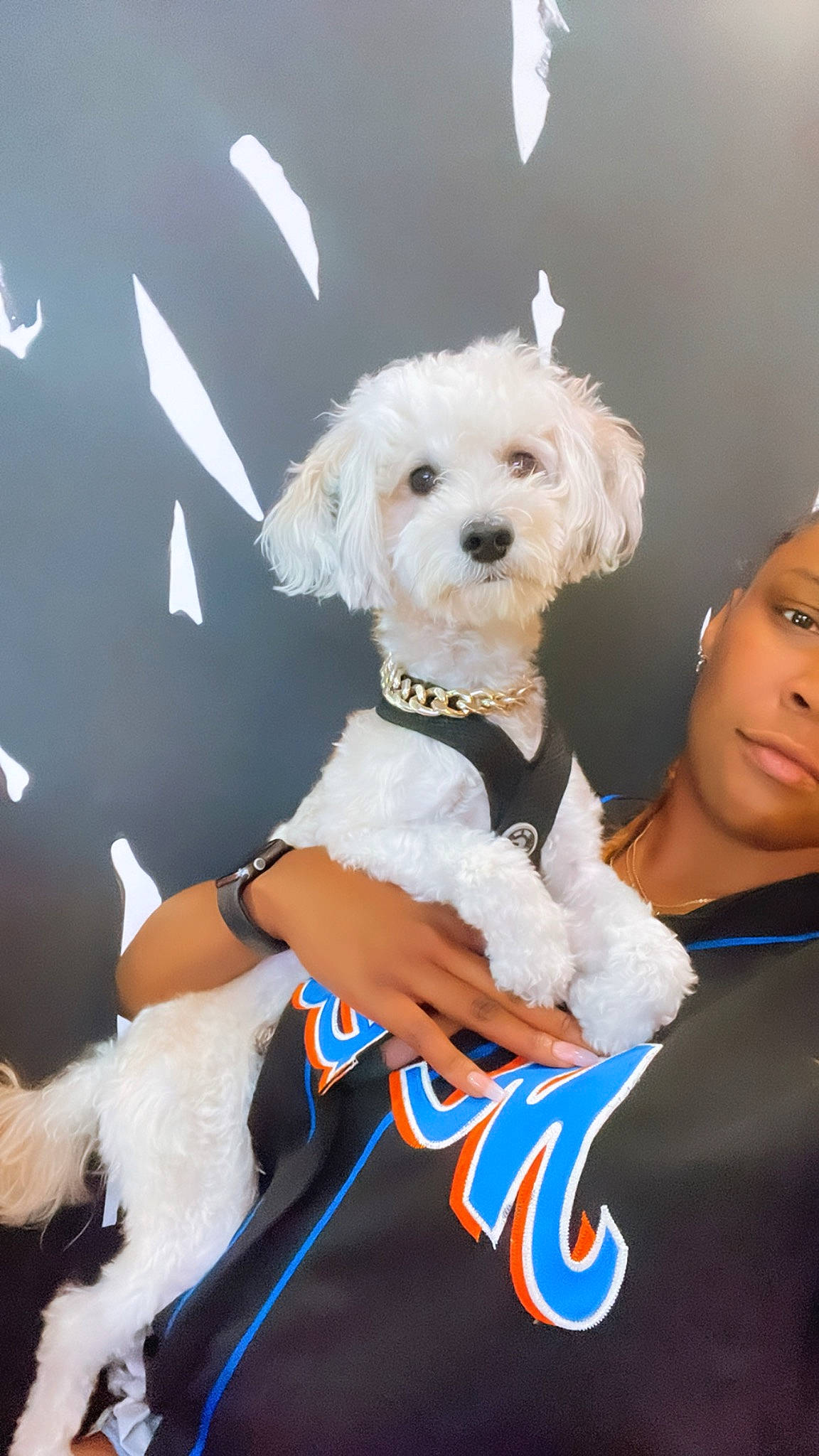 Tatum Damonté Tot joined the competition — help win amazing prizes! canidae, carnivore, child, companion_dog, dog, dog_breed, dog_clothes, dog_collar, dog_supply, fun, fur, happy, labradoodle, poodle, puppy_love, small_terrier, sporting_group, terrier, toy_dog, white