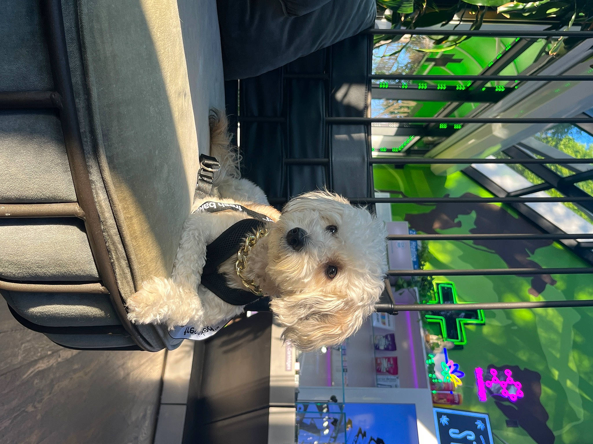Tatum Damonté Tot joined the competition — help win amazing prizes! auto_part, automotive_exterior, automotive_wheel_system, building, daylighting, facade, fur, glass, metal, snout, stuffed_toy, toy, tree, vehicle_door, window
