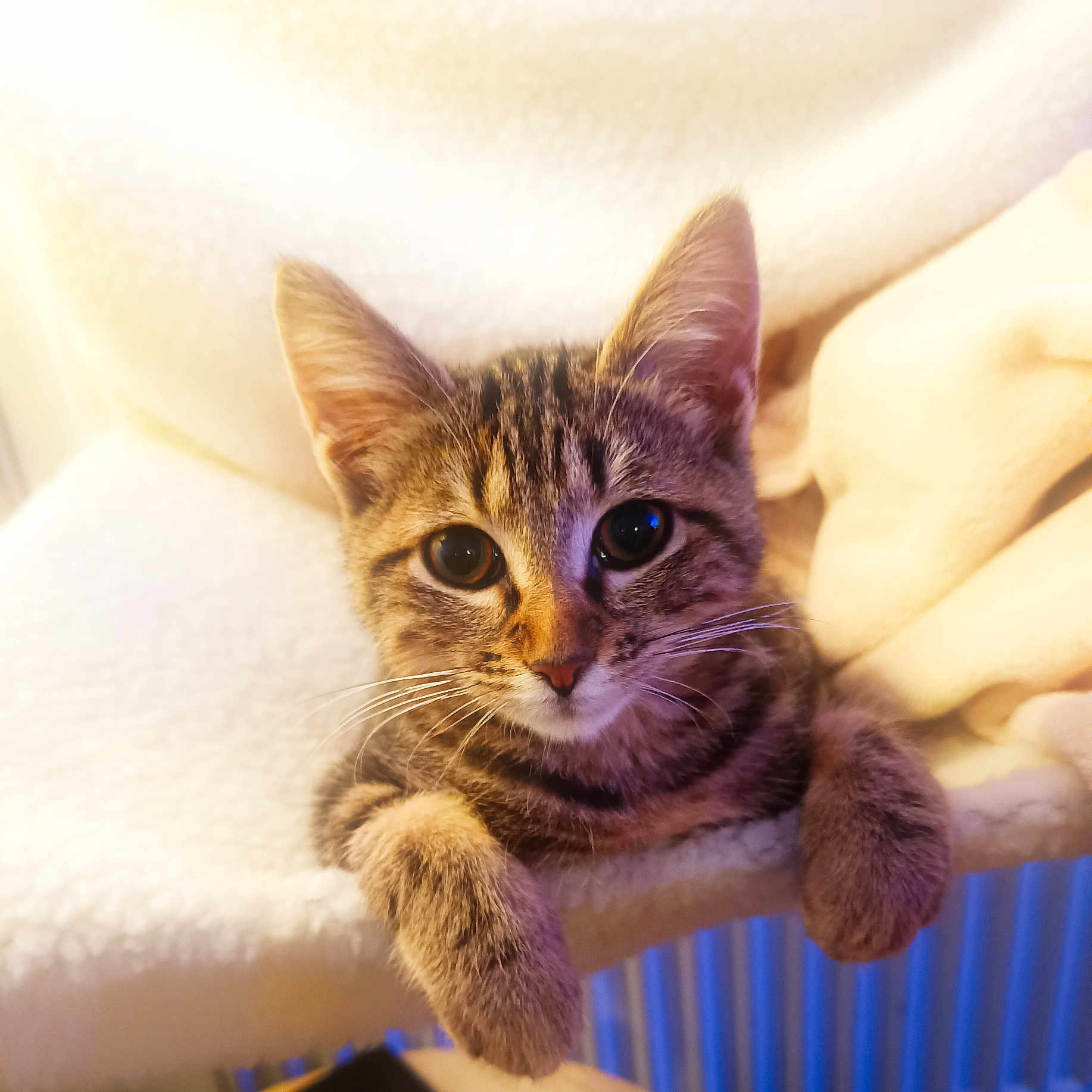 Athena a rejoint le concours — aidez-le/la à gagner de superbes lots ! animal, cat, closeup, cozy, curious, cute, domestic_cat, ears, feline, fur, indoor, kitten, perch, pet, playful, resting, soft_light, tabby, whiskers, young