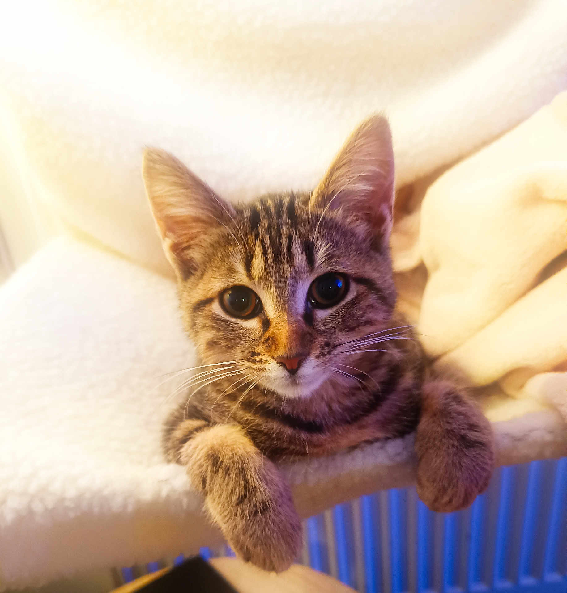 Athena a rejoint le concours — aidez-le/la à gagner de superbes lots ! cat, kitten, tabby, pet, animal, feline, whiskers, ears, fur, cute, curious, indoor, cozy, soft_light, perch, resting, closeup, young, domestic_cat, playful