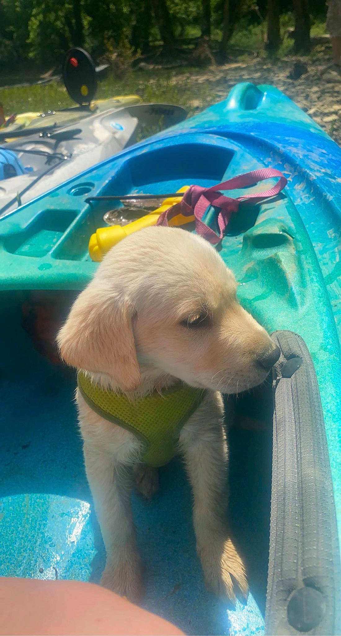 Josie joined the competition — help win amazing prizes! boat, boats_and_boating_equipment_and_supplies, canidae, carnivore, companion_dog, dog, dog_breed, electric_blue, fawn, green, hood, leisure, lifejacket, recreation, snout, sporting_group, vehicle, water, water_transportation, working_animal