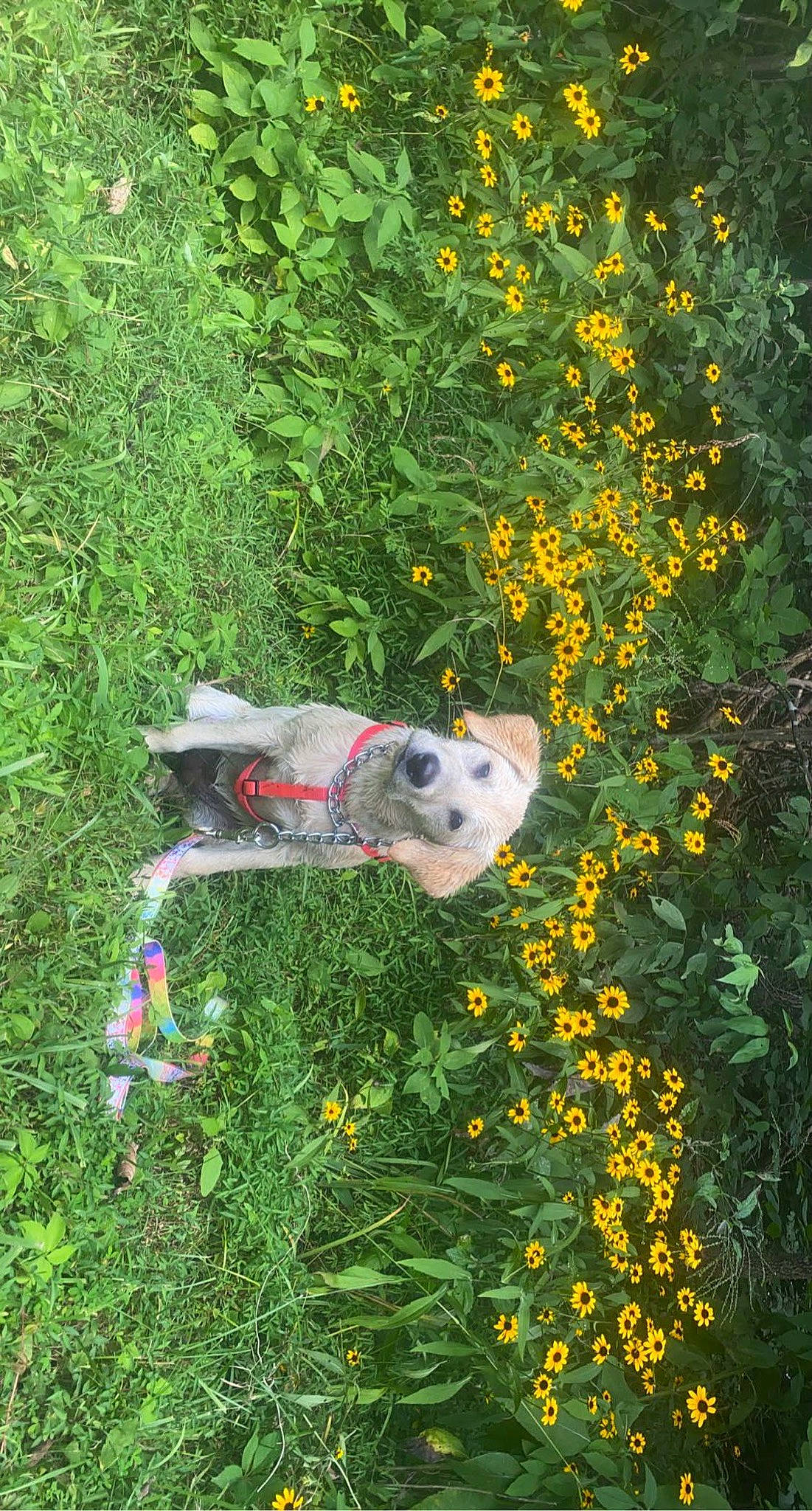 Josie is registered to the contest to win money with this photo: biome, carnivore, companion_dog, dog, dog_breed, fawn, flower, grass, grass_family, groundcover, landscape, lawn, meadow, people_in_nature, plant, shrub, sporting_group, tail, tree, vegetation