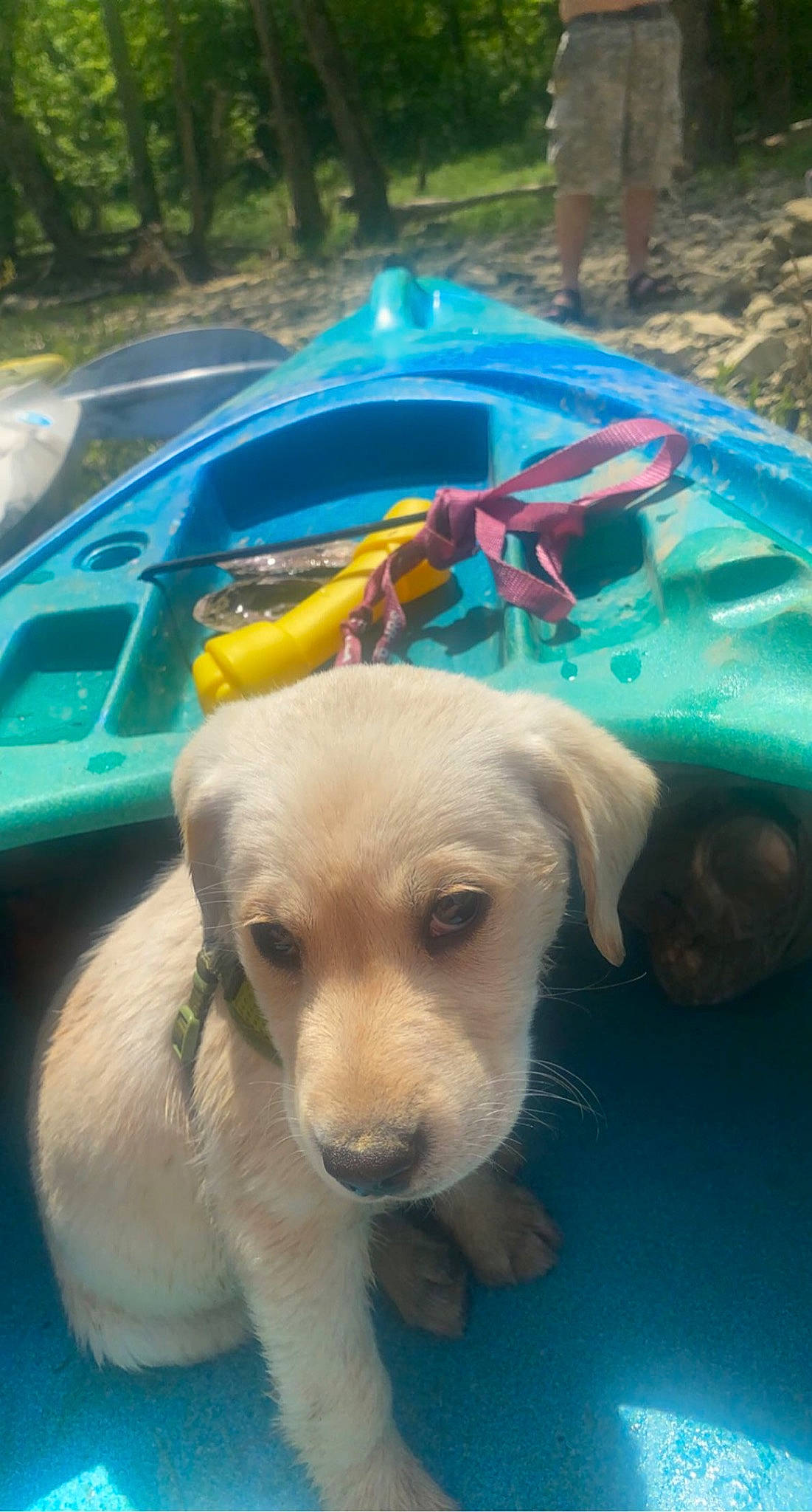 Josie is registered to the contest to win money with this photo: boat, boats_and_boating_equipment_and_supplies, canidae, carnivore, companion_dog, dog, dog_breed, dog_supply, fawn, leisure, plant, recreation, snout, sporting_group, tail, tire, vehicle, water, windshield, working_animal