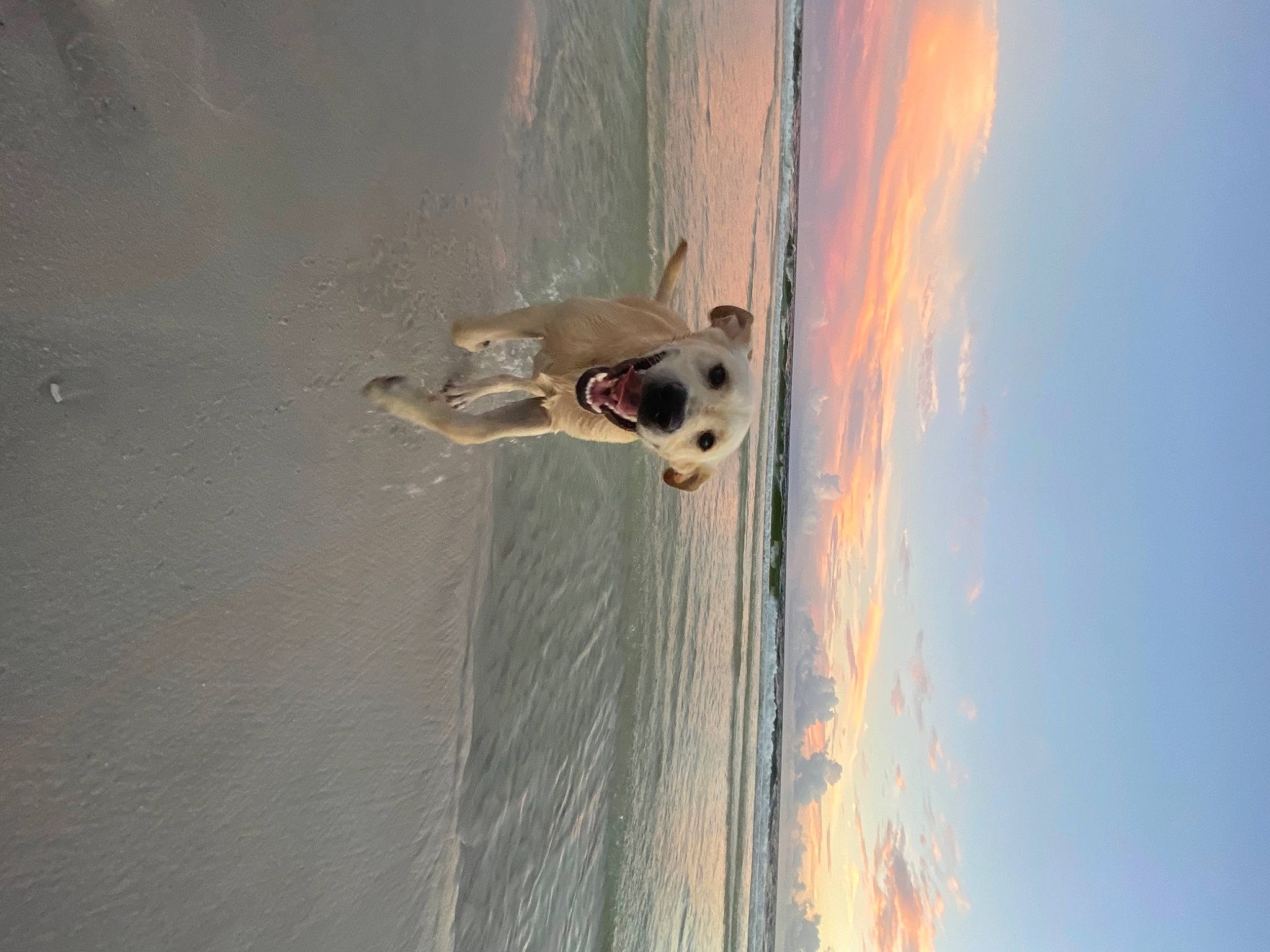 Josie is registered to the contest to win money with this photo: beach, boat, carnivore, cloud, dog, dog_breed, door_handle, fun, lake, landscape, ocean, recreation, reflection, sky, sporting_group, vehicle, water, wave, wind_wave, wood