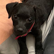 Lola joined the competition — help win amazing prizes! puppy, dog, black_dog, pet, animal, bed, blanket, cute, young_dog, collar, indoor, fur, looking, lying_down, small_dog, adorable, canine, domestic_animal, resting, cozy
