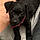 Lola