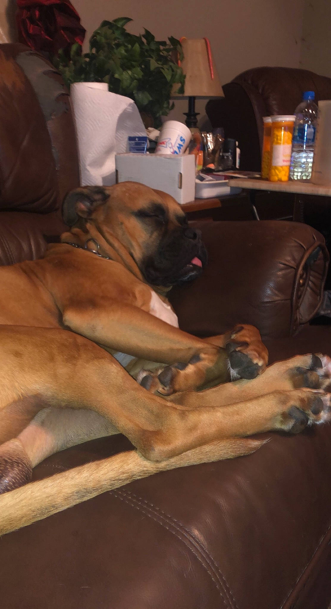 Cashua David Starr joined the competition — help win amazing prizes! boxer, canidae, carnivore, chair, comfort, companion_dog, couch, dog, dog_breed, fawn, guard_dog, hardwood, houseplant, human_leg, lamp, room, snout, sporting_group, thigh, working_animal