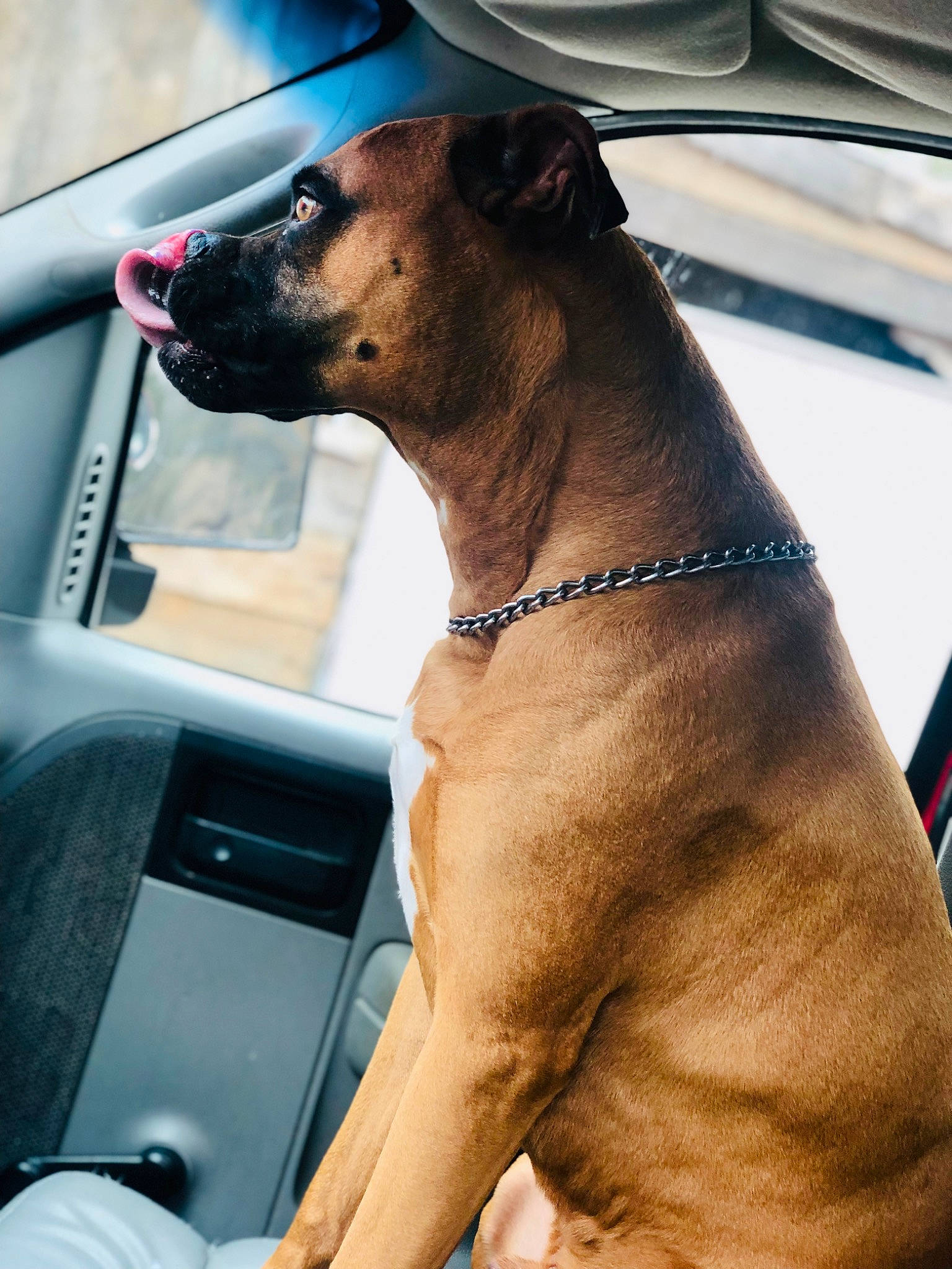 Cashua David Starr joined the competition — help win amazing prizes! canidae, car_seat, carnivore, collar, companion_dog, dog, dog_breed, dog_collar, dog_supply, fawn, leash, liver, pet_supply, snout, sporting_group, vehicle, vehicle_door, whiskers, windshield, working_animal