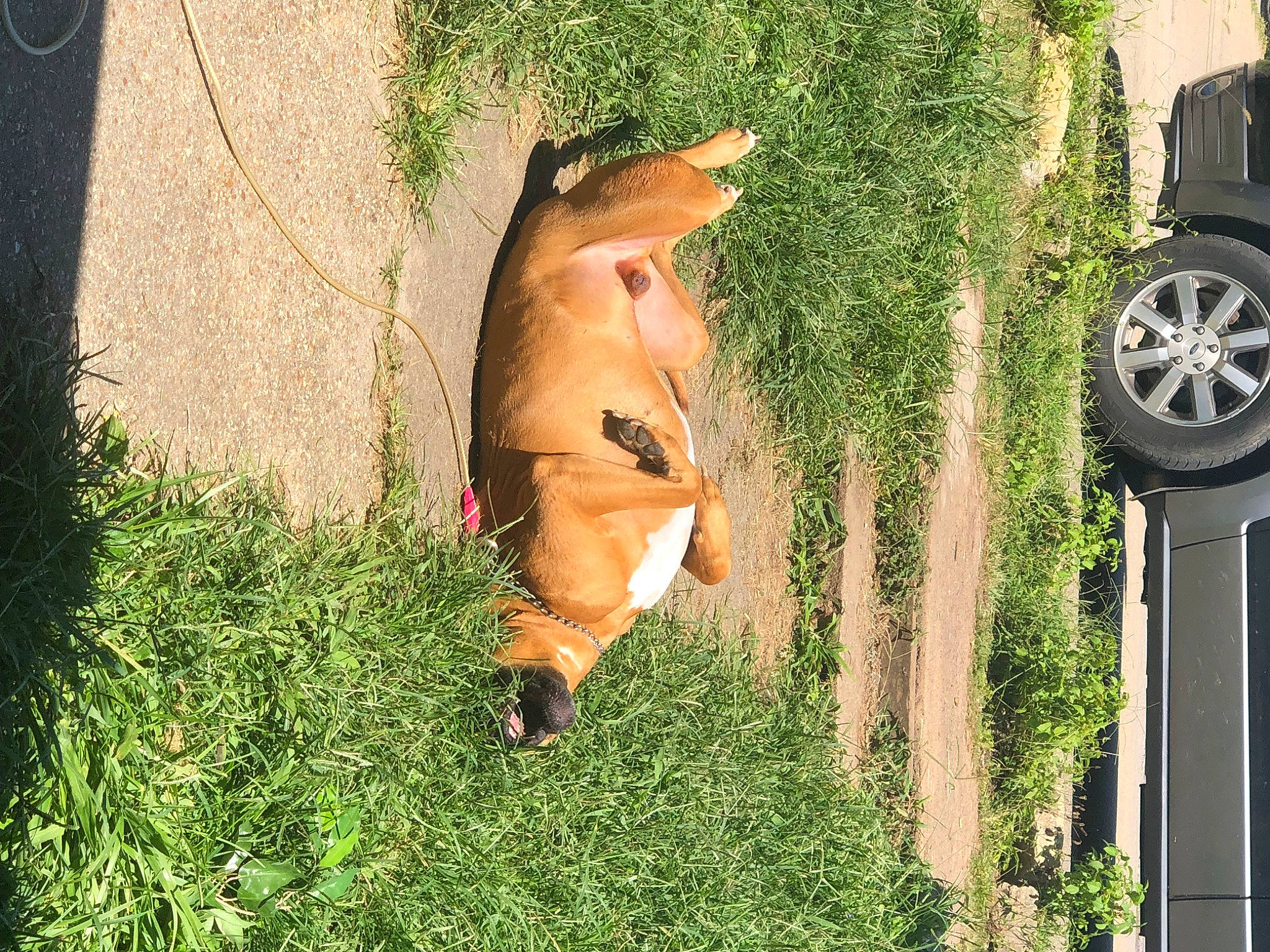 Cashua David Starr joined the competition — help win amazing prizes! automotive_tire, canidae, car, carnivore, companion_dog, dog, dog_breed, fawn, fender, grass, plant, snout, sporting_group, tail, tints_and_shades, tire, vehicle, vehicle_door, wheel, window