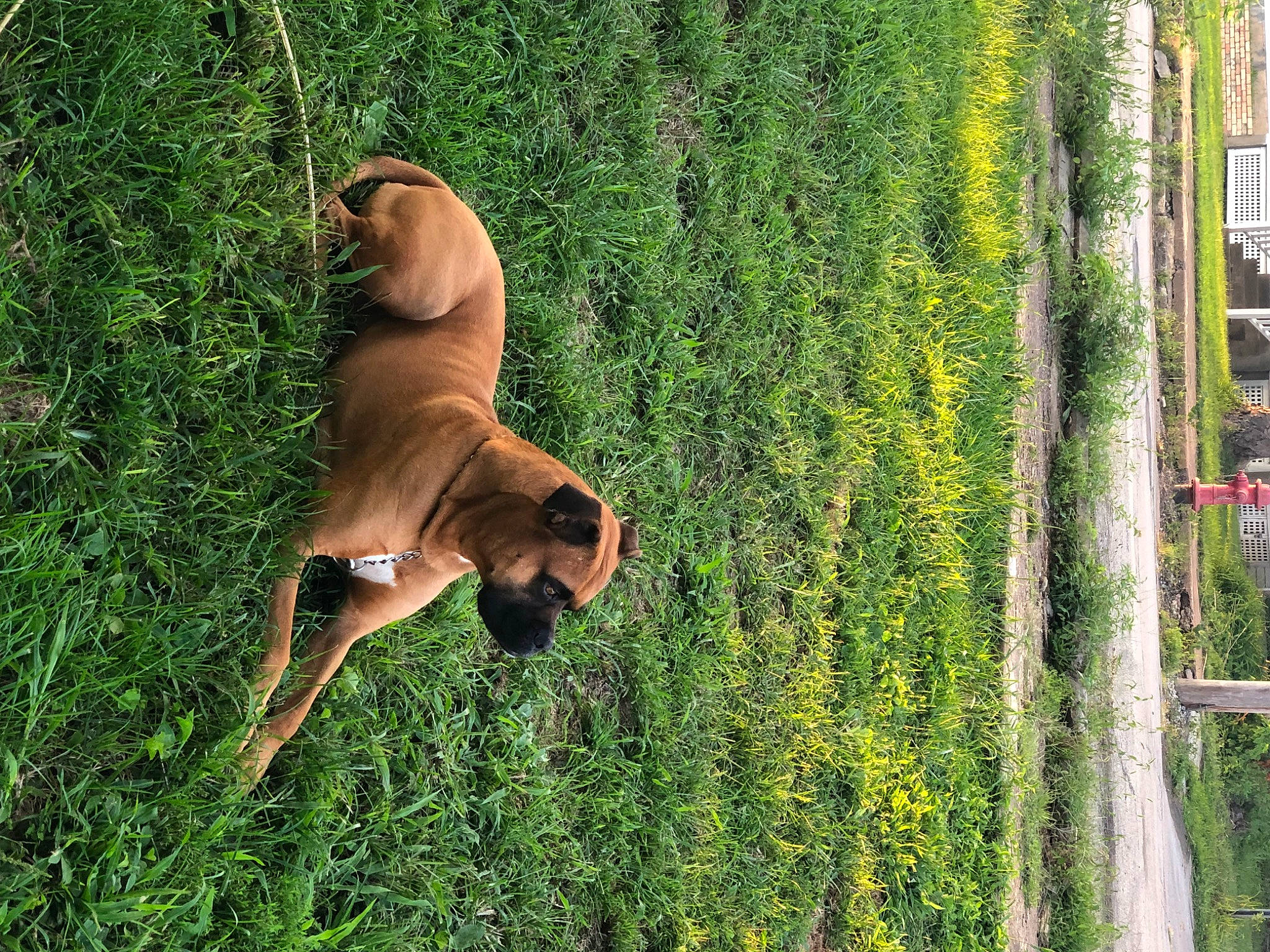 Cashua David Starr joined the competition — help win amazing prizes! canidae, carnivore, companion_dog, dog, dog_breed, fawn, grass, grassland, leaf, pasture, people_in_nature, plant, prairie, shrub, snout, sporting_group, sunglasses, tail, terrestrial_animal, working_animal