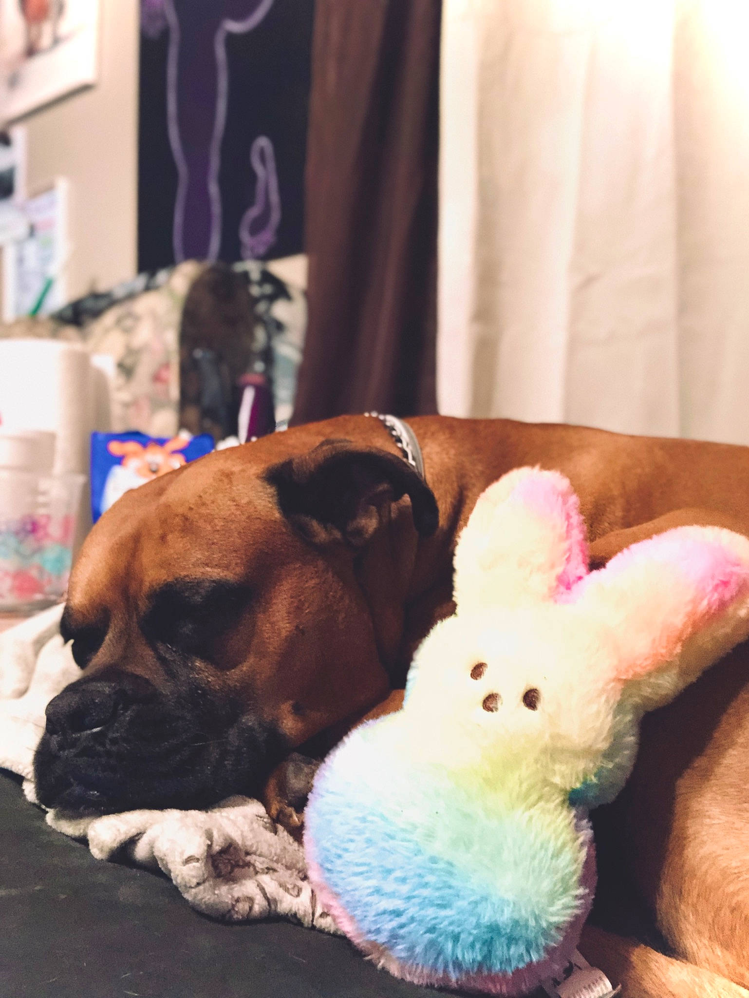 Cashua David Starr joined the competition — help win amazing prizes! carnivore, comfort, companion_dog, curtain, dog, dog_breed, fawn, flooring, fur, linens, paw, plush, room, sporting_group, stuffed_toy, terrestrial_animal, toy, toy_dog, working_animal, wrinkle