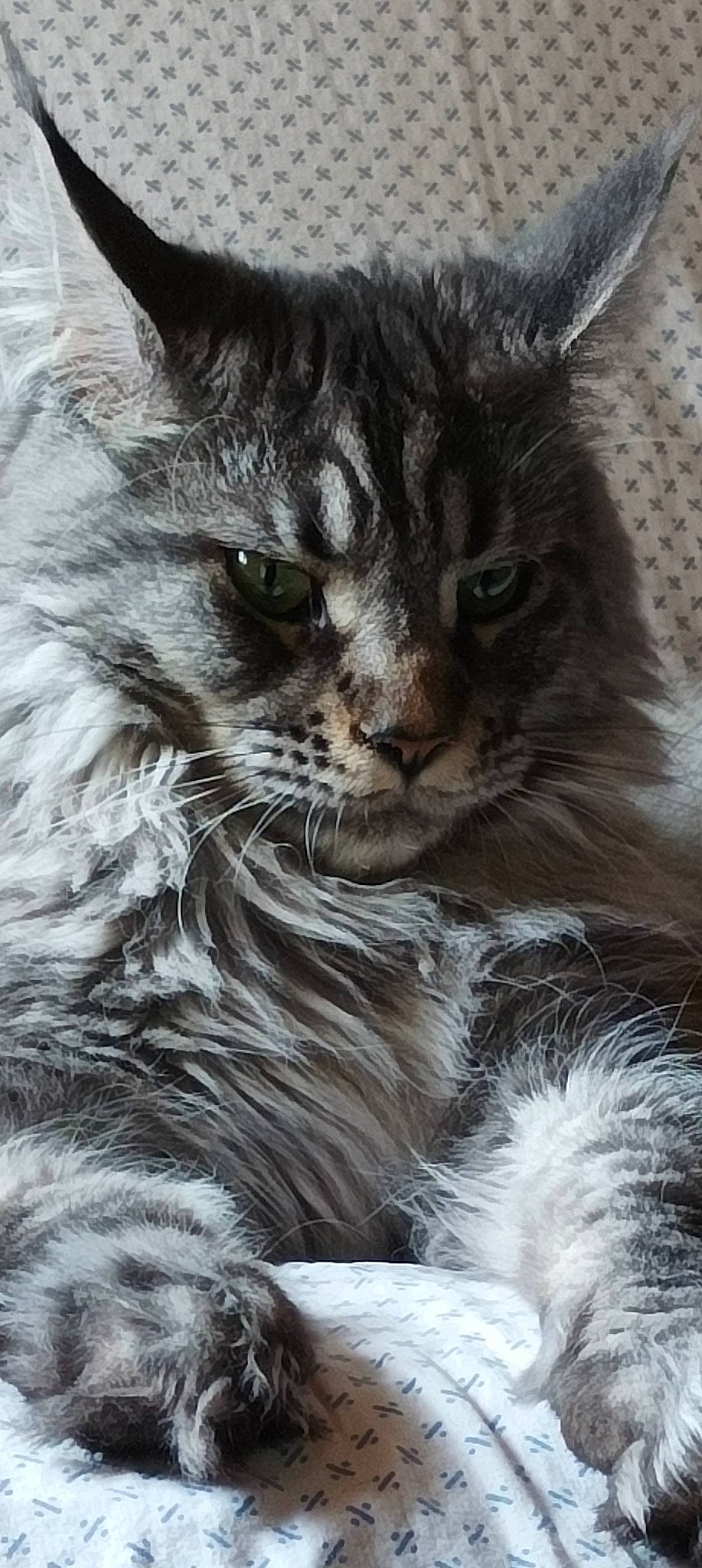 Tasha a rejoint le concours — aidez-le/la à gagner de superbes lots ! art, british_longhair, carnivore, cat, claw, domestic_short_haired_cat, felidae, fur, grey, monochrome, monochrome_photography, paw, siberian, small_to_medium_sized_cats, snout, tail, terrestrial_animal, whiskers, wildlife, window