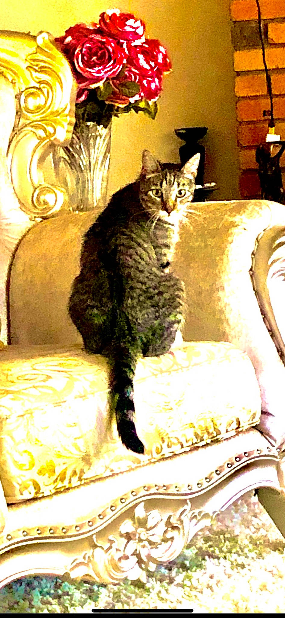 Jax is registered to the contest to win money with this photo: carnivore, cat, comfort, couch, domestic_short_haired_cat, felidae, furniture, interior_design, lamp, linens, living_room, mammal, pillow, rectangle, room, small_to_medium_sized_cats, snout, tail, vertebrate, whiskers