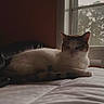 Kali is registered to the contest to win money with this photo: cat, indoor, bed, window, animal, pet, resting, fur, whiskers, domestic, cozy, quiet, natural_light, relaxing, mammal, sleepy, feline, home, soft, calm