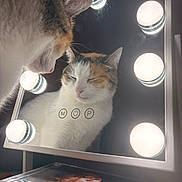 Kali is registered to the contest to win money with this photo: cat, reflection, mirror, vanity_lights, calm, indoor, closeup, pet, feline, lighting, face, whiskers, fur, nose, ears, beauty, serene, portrait, animal, resting
