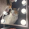 cat, reflection, mirror, vanity_lights, calm, indoor, closeup, pet, feline, lighting, face, whiskers, fur, nose, ears, beauty, serene, portrait, animal, resting