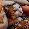 Kali joined the competition — help win amazing prizes! cat, blanket, fur, pet, cozy, resting, comfort, animal, indoor, snuggling, face, whiskers, cute, plaid, soft, warm, domestic, paw, closeup, relaxing