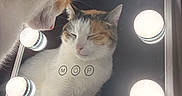 Kali joined the competition — help win amazing prizes! cat, calico, mirror, reflection, vanity_lights, indoor, pet, feline, curious, closeup, face, fur, whiskers, soft_light, resting, pink_nose, ears, contour, relaxation, beauty