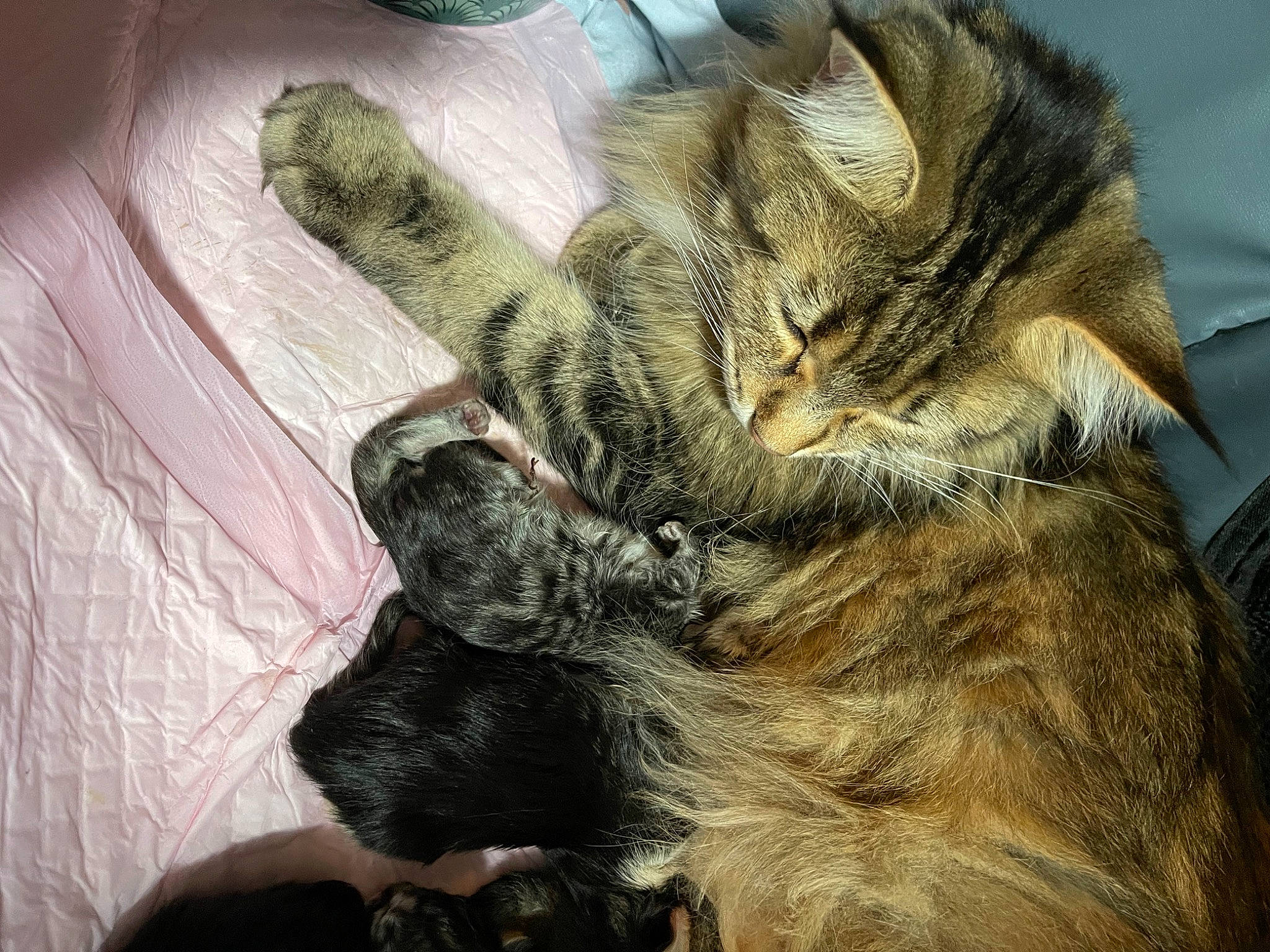 Ruby a rejoint le concours — aidez-le/la à gagner de superbes lots ! carnivore, cat, claw, comfort, dog_breed, domestic_short_haired_cat, fawn, felidae, fur, gesture, nap, paw, sleep, small_to_medium_sized_cats, tail, whiskers