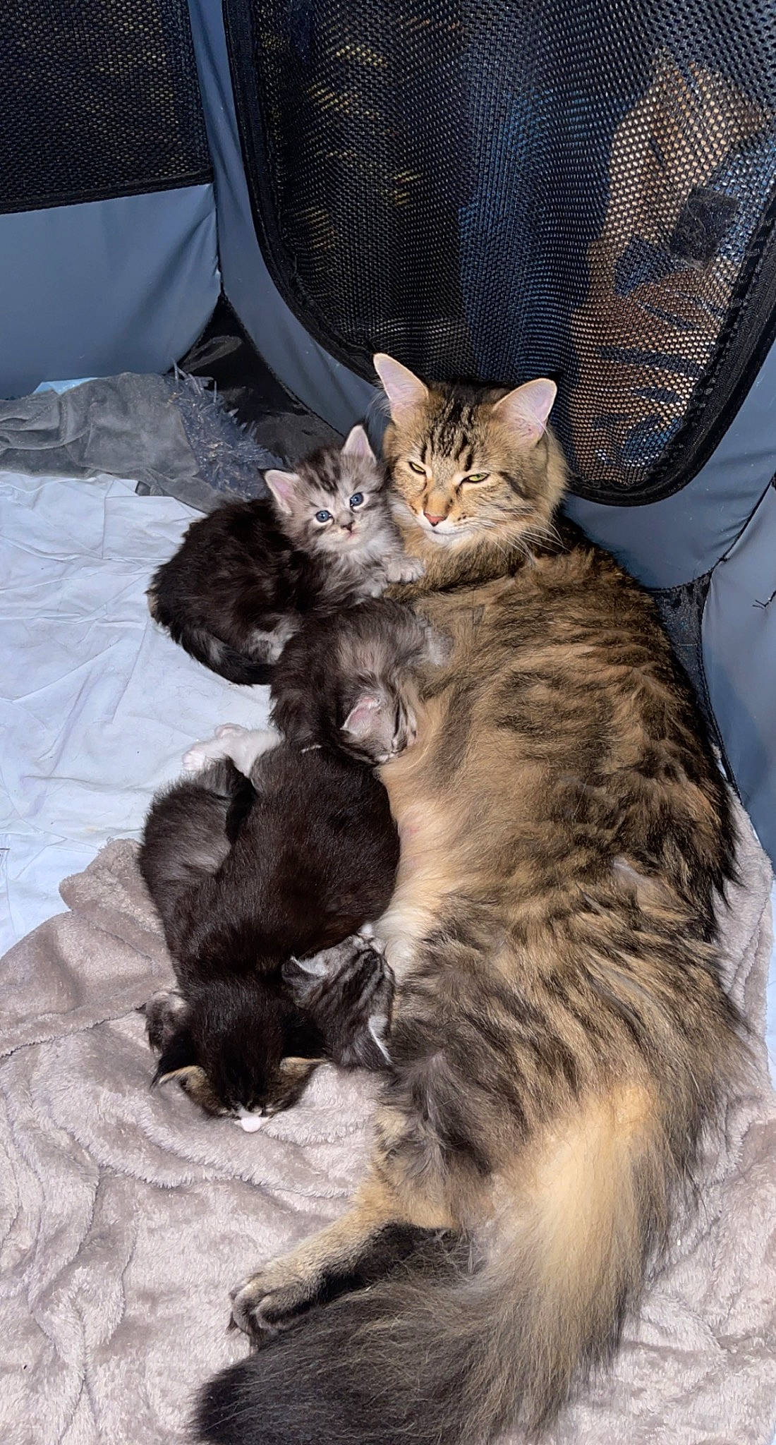 Ruby a rejoint le concours — aidez-le/la à gagner de superbes lots ! carnivore, cat, chair, claw, comfort, domestic_short_haired_cat, fawn, felidae, fur, mammal, paw, sitting, small_to_medium_sized_cats, tail, terrestrial_animal, whiskers