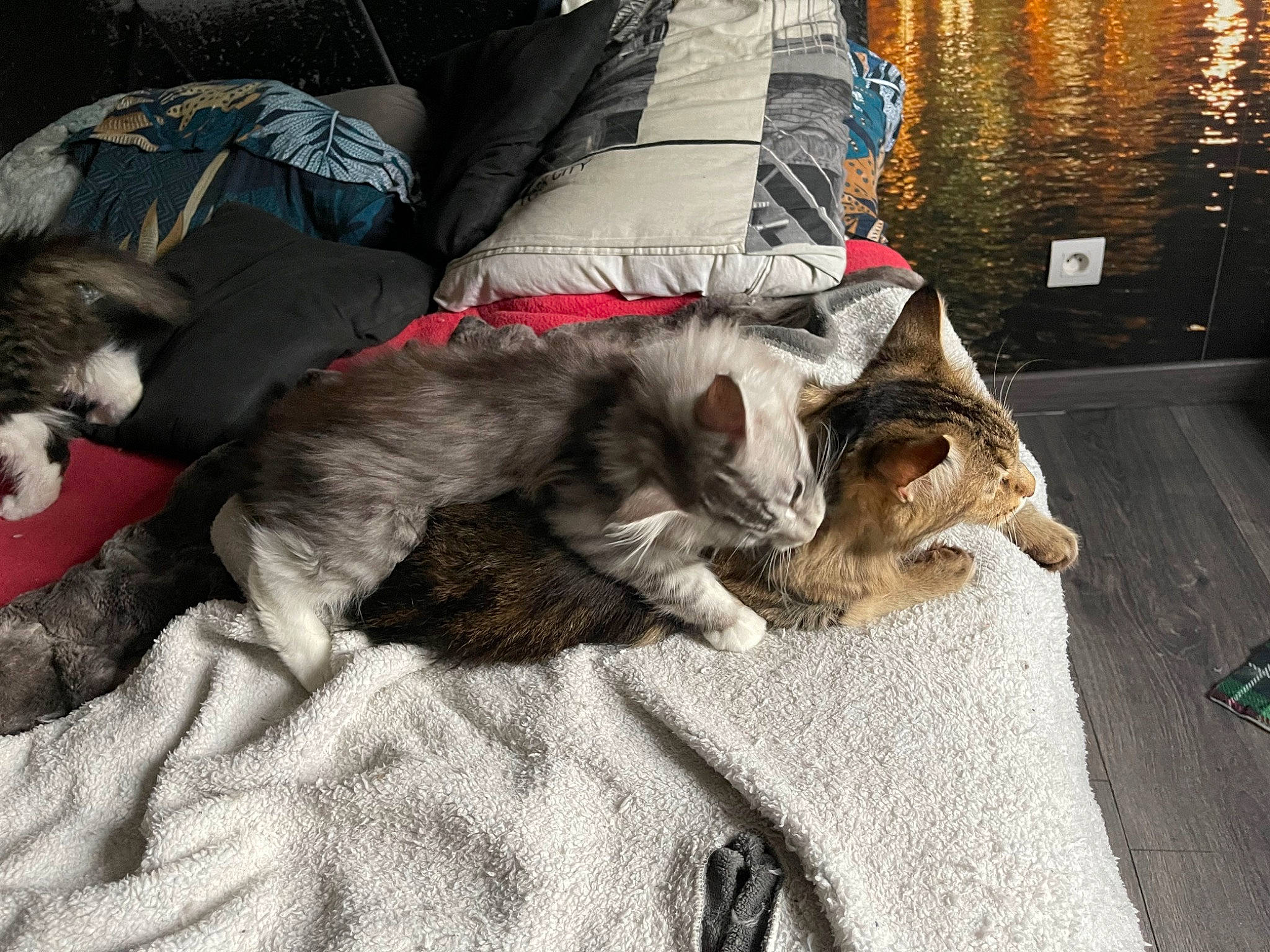 Ruby participe au concours pour gagner de l'argent avec cette photo : carnivore, cat, comfort, companion_dog, dog_breed, domestic_short_haired_cat, felidae, fur, grey, human_leg, lap, leash, linens, nap, sitting, small_to_medium_sized_cats, tail, tree, whiskers, wood