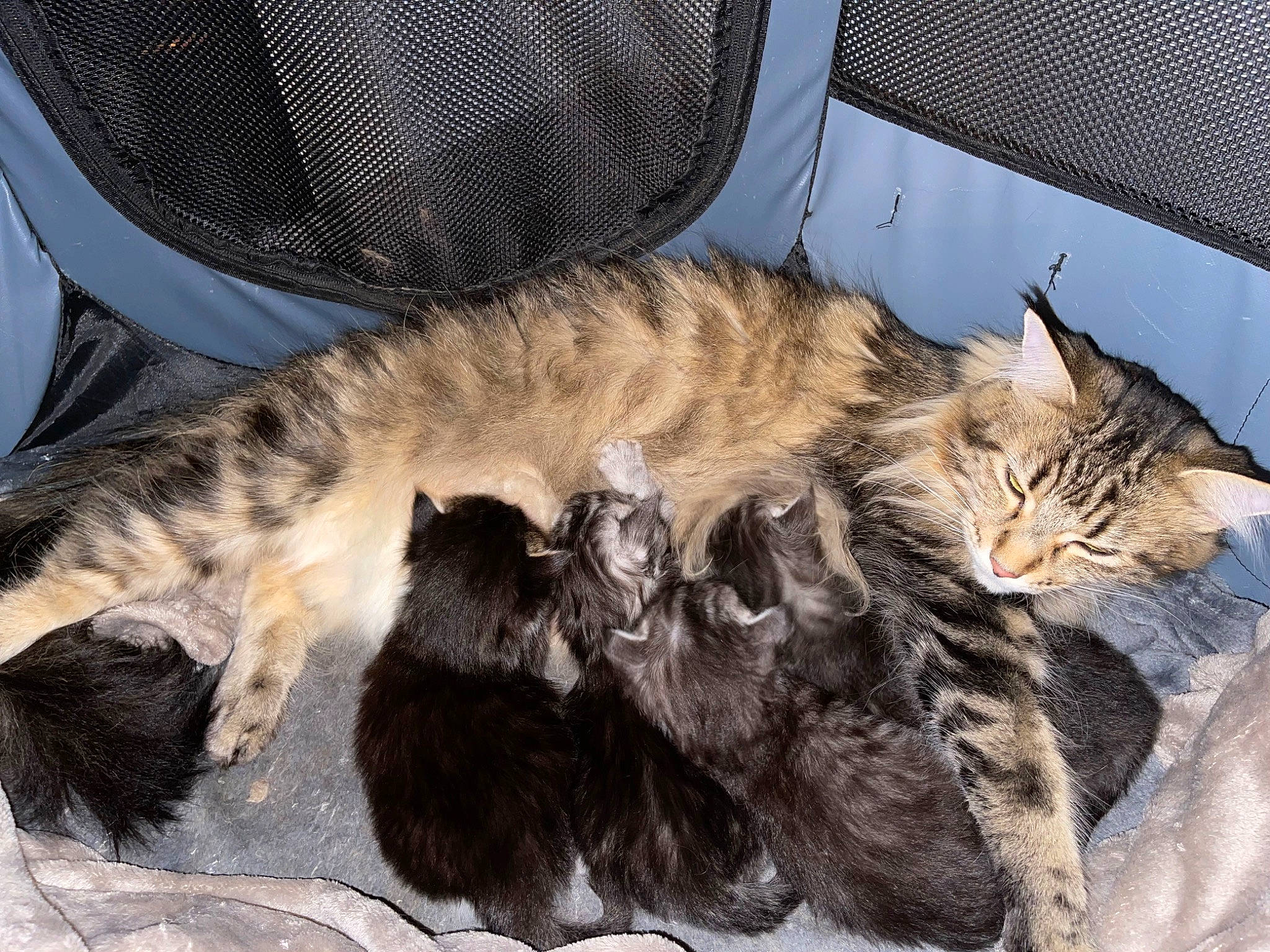 Ruby a rejoint le concours — aidez-le/la à gagner de superbes lots ! carnivore, cat, chair, claw, comfort, domestic_short_haired_cat, felidae, fur, nap, paw, sleep, small_to_medium_sized_cats, tail, whiskers