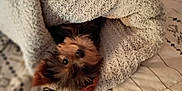 Chloe is registered to the contest to win money with this photo: dog, blanket, bed, cozy, cute, pet, fur, small_dog, sleeping_area, indoor, resting, comfort, animal, cute_pet, curious, warm, soft_texture, wrapped, face, lying_down