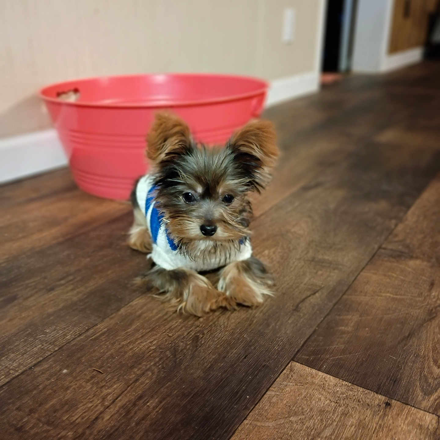 Chloe is registered to the contest to win money with this photo: animal, brown_floor, cozy, cute, dog, domestic, ears, flooring, fur, home, indoor, lying_down, pet, pink_tub, puppy, relaxed, small_dog, sweater, toy_breed, wooden_floor