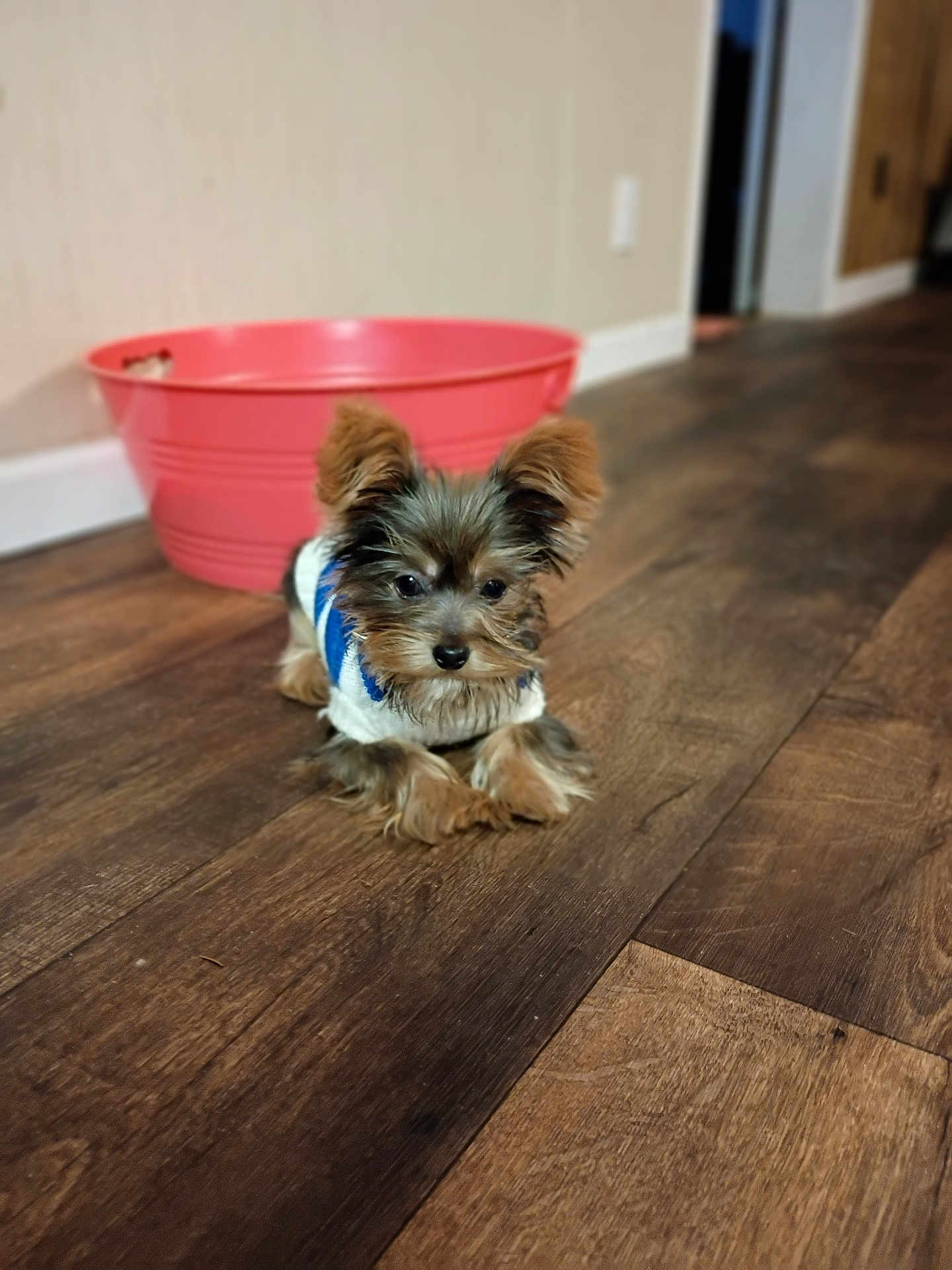 Chloe is registered to the contest to win money with this photo: dog, puppy, small_dog, indoor, wooden_floor, pink_tub, pet, fur, cute, animal, sweater, cozy, relaxed, brown_floor, domestic, home, flooring, toy_breed, ears, lying_down