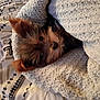 dog, puppy, blanket, cozy, fur, bed, cute, snug, pet, sleepy, animal, indoors, soft, fur_texture, ears, face, resting, comfort, warm, small_dog
