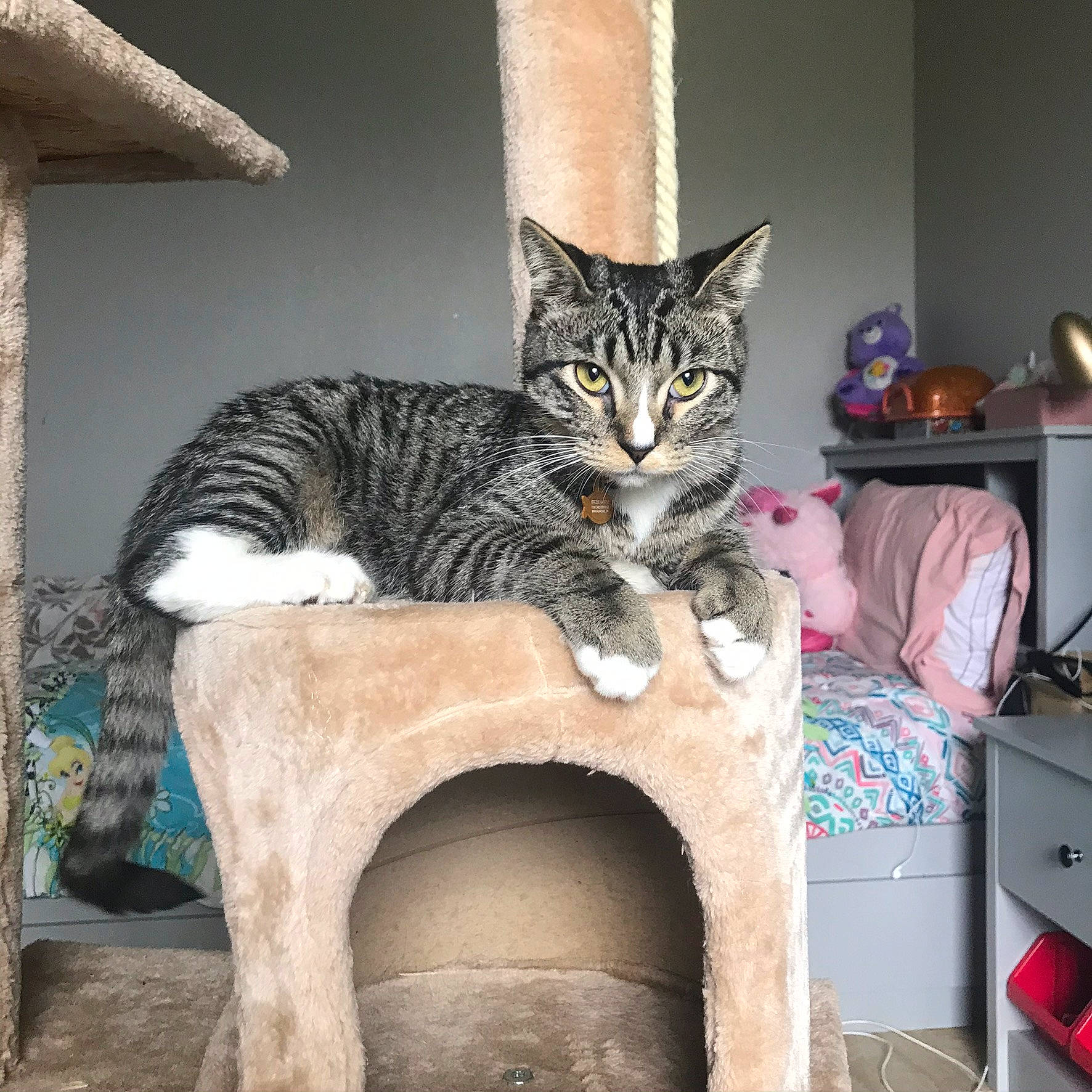 Stitch is registered to the contest to win money with this photo: cabinetry, carnivore, cat, cat_furniture, cat_supply, chest_of_drawers, domestic_short_haired_cat, drawer, dresser, felidae, fur, pet_supply, printer, shelf, shelving, small_to_medium_sized_cats, tabby_cat, tail, vertebrate, whiskers