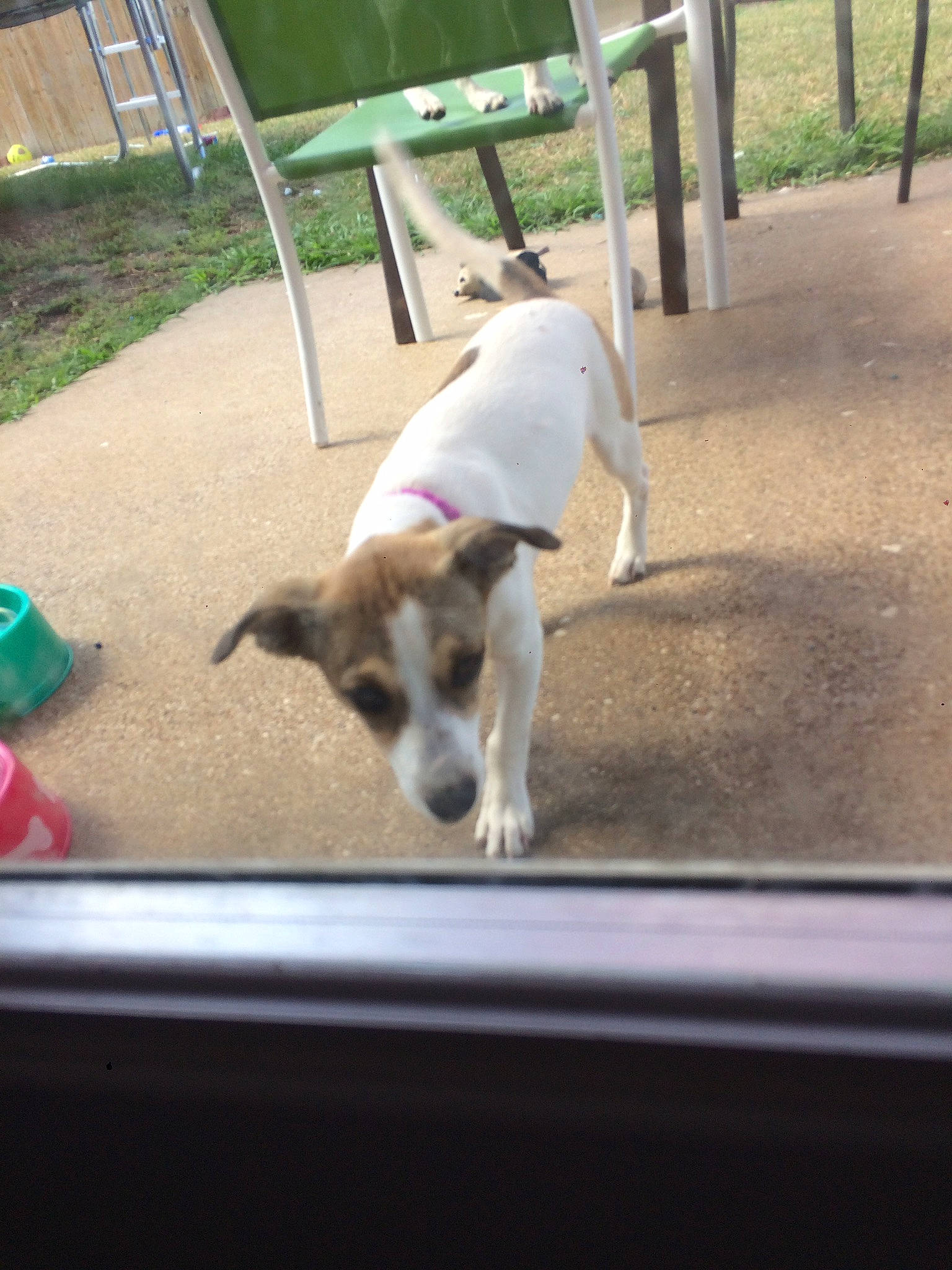 Dixi joined the competition — help win amazing prizes! backyard, canidae, carnivore, collar, companion_dog, dog, dog_breed, dog_supply, fence, ladder, mammal, pet_supply, shade, snout, sporting_group, tail, terrestrial_animal, working_animal, working_dog, yard