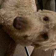 Cooper is registered to the contest to win money with this photo: canidae, carnivore, companion_dog, dog, dog_breed, fur, labradoodle, mammal, non_sporting_group, poodle, poodle_crossbreed, small_terrier, snout, sporting_group, terrestrial_animal, terrier, toy_dog, vertebrate, water_dog, working_animal