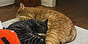 Loki joined the competition — help win amazing prizes! cat, orange_tabby, tabby_cat, black_tabby, sleeping, couch, pillow, orange_pillow, indoor, wooden_floor, cabinet, furniture, home_interior, cozy, pets, animal, tail, resting, relaxing, curled_up