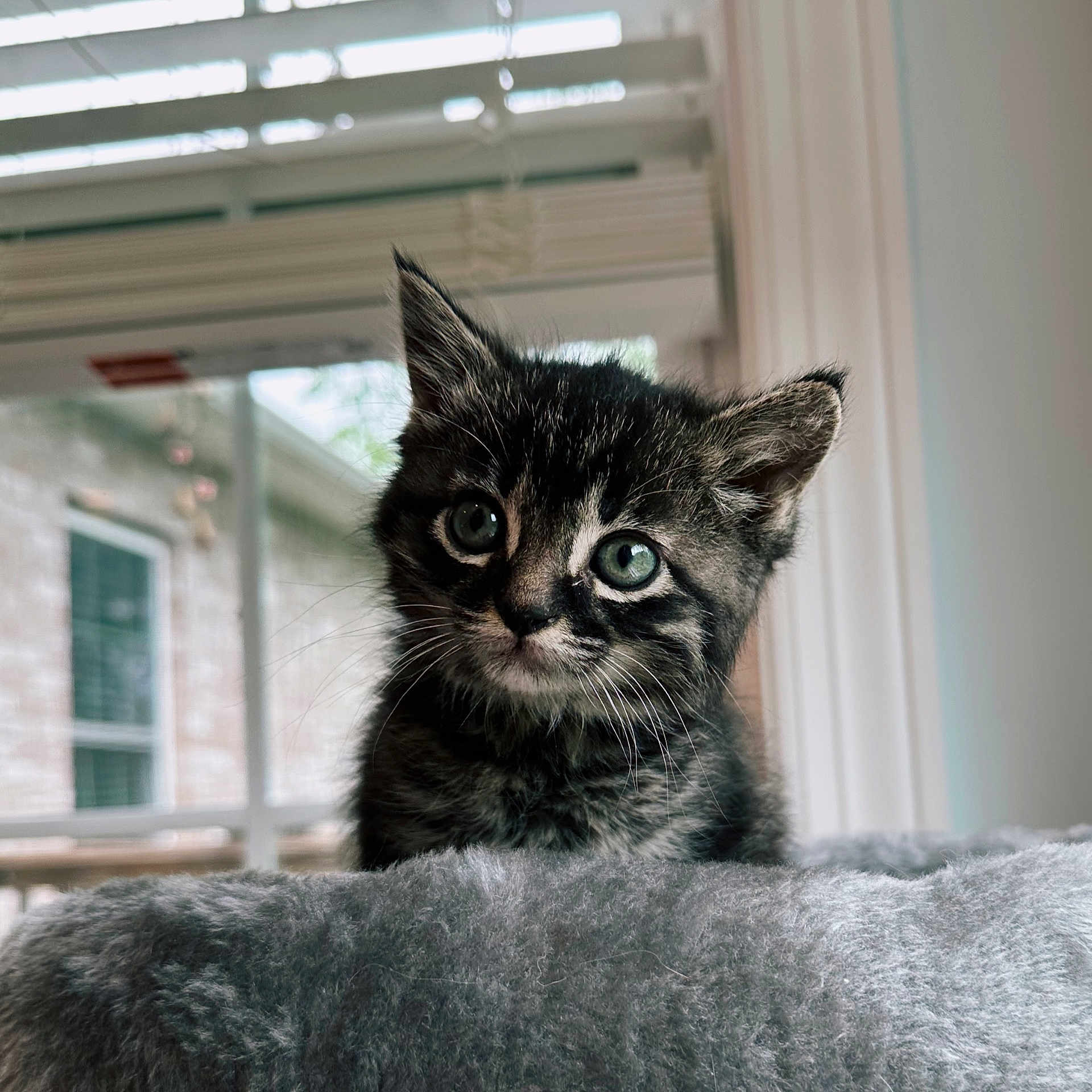 Loki