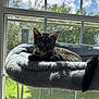 Loki joined the competition — help win amazing prizes! cat, tabby_cat, window, window_hammock, sunlight, indoor, pet, animal, feline, fur, resting, relaxed, nature, trees, sky, clouds, greenery, daylight, home, cozy