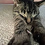 Loki is registered to the contest to win money with this photo: cat, tabby, feline, pet, closeup, stretching, paws, sleeping, resting, indoor, texture, beige, fur, whiskers, animal, cute, mammal, relaxed, cozy, domestic
