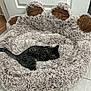 cat, tabby, pet_bed, fluffy, sleeping, indoor, cozy, floor, tile_floor, door, brown, gray, furniture, animal, cute, resting, home, relaxed, paw_shaped_bed, soft